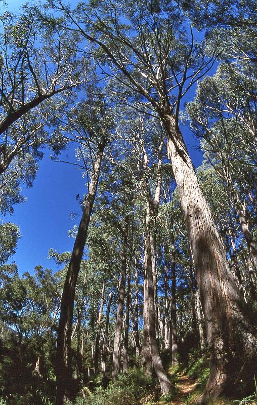 WT 0400 065-04 Australia.jpg